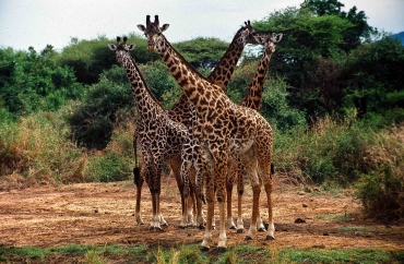 Giraffen im Lake Manyara Nationalpark, Tansania
